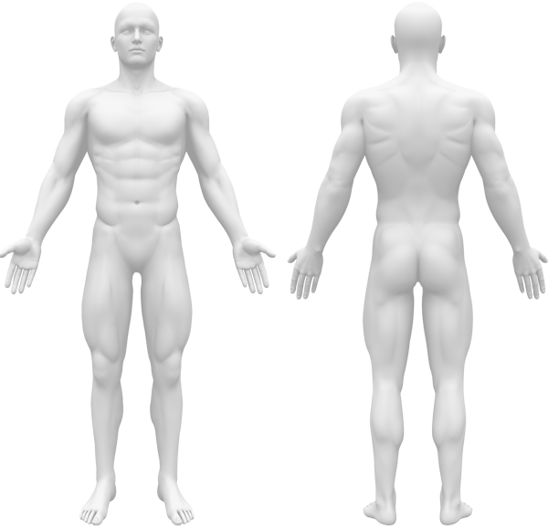 Front and back anatomical body views